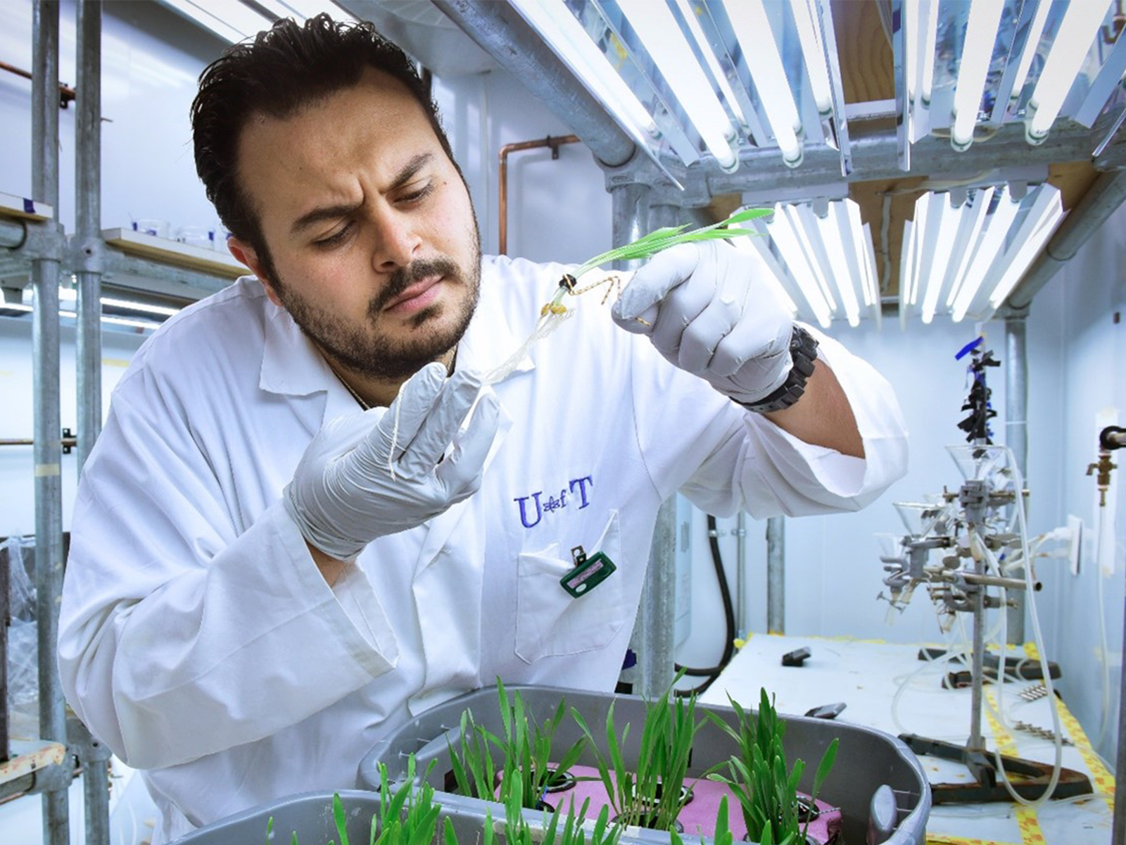 Male scientest in lab checking on experiments involving plants.